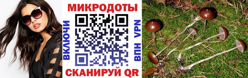 Псилоцибиновые грибы Psilocybine cubensis сайты даркнета какой сайт Курчатов